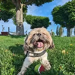 Bodensee Storchen 3*