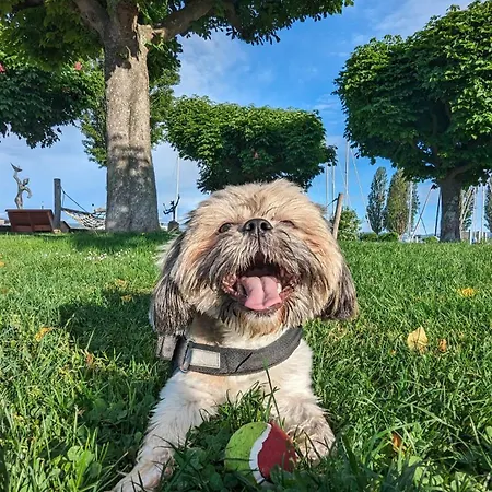 Bodensee Storchen 3*