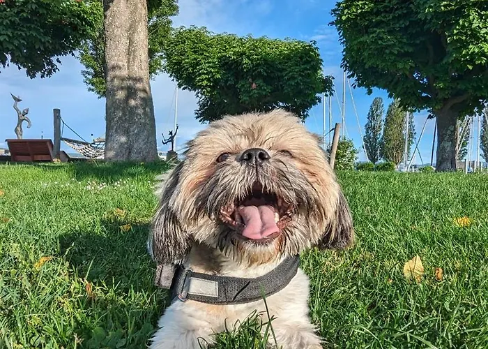 Bodensee Storchen 3*